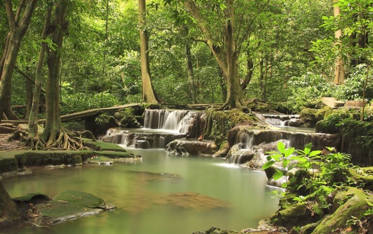 Photograph of Bia National Park